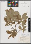 Foto von Salix caprea L.